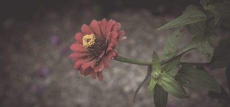 Flowers in the design of natural dark tones. The image is the artの写真素材