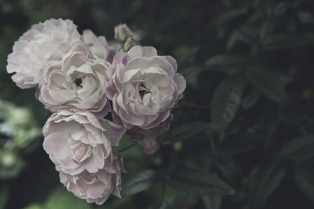 Retro flowers,Vintage Flowers backgroundの写真素材