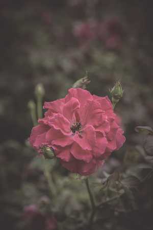 Flowers in the design of natural dark tones. The image is the artの写真素材