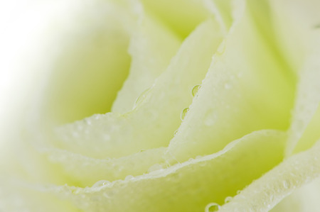 Rose Vintage Flowers In warm tonesの写真素材