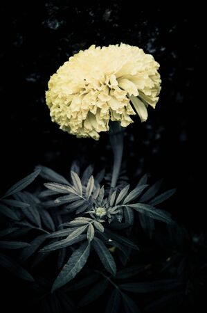 Flowers in the design of natural dark tones. The image is the artの写真素材