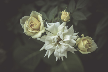 Flowers in the design of natural dark tones. The image is the artの写真素材