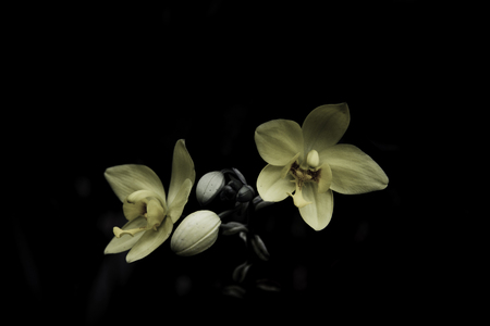 Flowers in the design of natural dark tones. The image is the artの写真素材