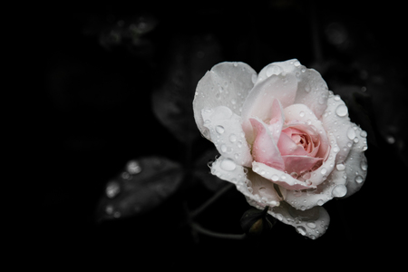 Rose Vintage Flowers In warm tonesの写真素材