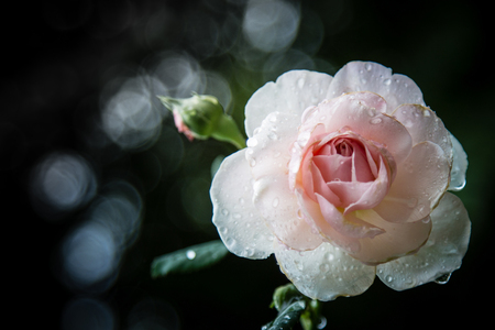 Rose Vintage Flowers In warm tonesの写真素材