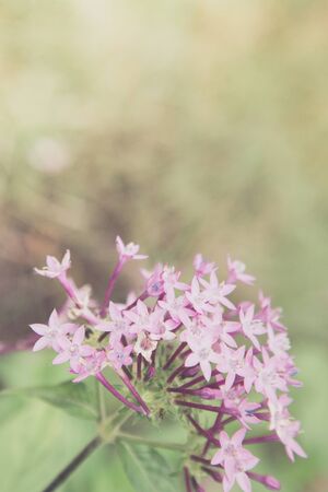 Flowers in the design of natural dark tones. The image is the artの写真素材