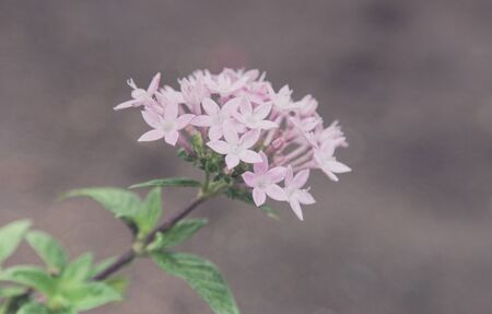 Flowers in the design of natural dark tones. The image is the art