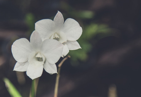 Flowers in the design of natural dark tones. The image is the artの写真素材