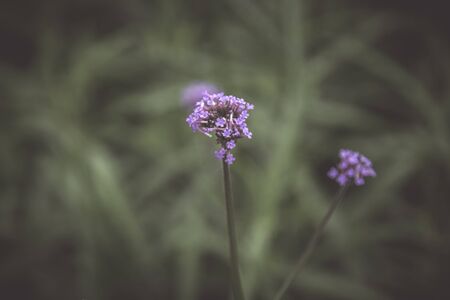 Flowers in the design of natural dark tones.の写真素材