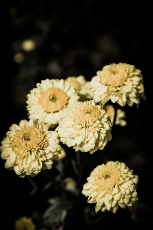Flowers in the design of natural dark tones. The image is the artの写真素材