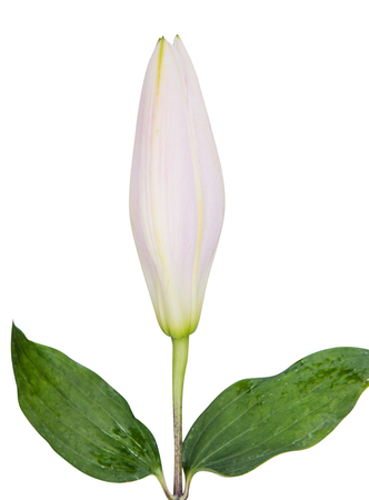flower lily on a white background with copy space for your messageの写真素材