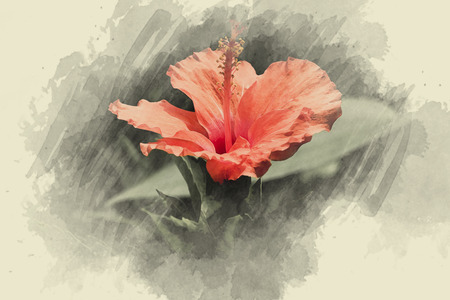 flower design  on black Vintage beautiful flowers made with color filtersの写真素材