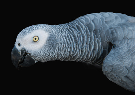 Beautiful parrot on a black backgroundの写真素材