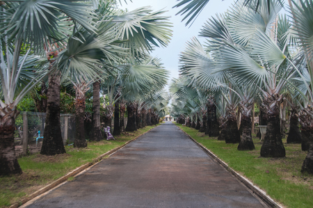 Palm Oil Plantation. Palm oil to be extracted from its fruits. Fruits turn red when ripe.の写真素材