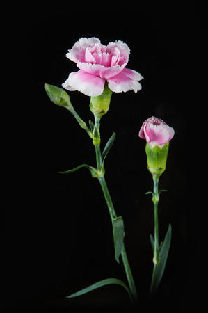 beautiful blooming carnation flower on a black backgroundの写真素材