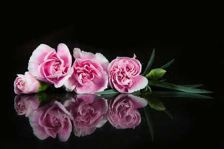beautiful blooming carnation flower on a black backgroundの写真素材