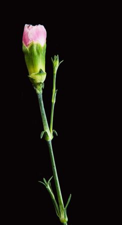 beautiful blooming carnation flower on a black backgroundの写真素材