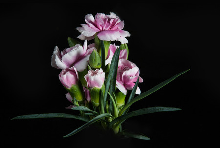 beautiful blooming carnation flower on a black backgroundの写真素材