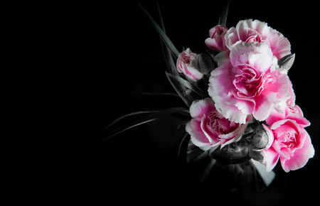 beautiful blooming carnation flower on a black backgroundの写真素材