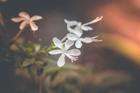 flowers vintage background tone designの写真素材