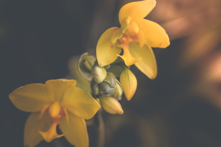 flowers vintage background tone designの写真素材