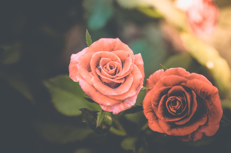 flowers vintage background tone designの写真素材