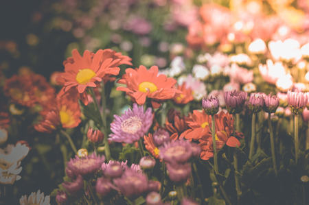 flowers vintage background tone designの写真素材