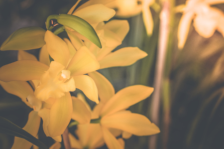 flowers vintage background tone designの写真素材