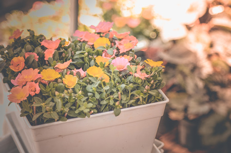 flowers vintage background tone designの写真素材