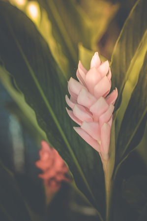 flowers vintage background tone designの写真素材