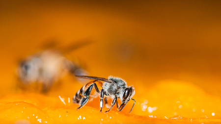 Macro shot of bees Sweet drink