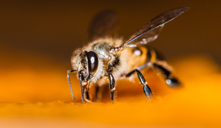 Macro shot of bees Sweet drinkの写真素材