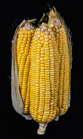 Delicious, ripe sweet corn isolated on black