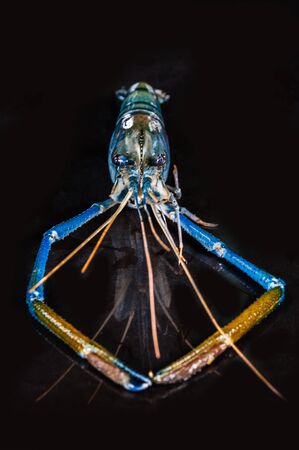 fresh raw seafood shrimp isolated on black backgroundの写真素材
