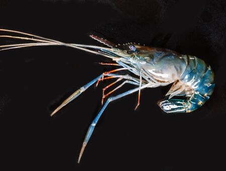 fresh raw seafood shrimp isolated on black backgroundの写真素材
