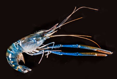 fresh raw seafood shrimp isolated on black backgroundの写真素材