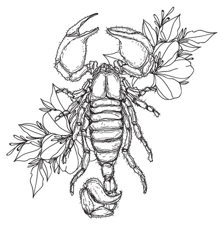 hand drawing tattoo scorpion and flower with line art illustration isolated on white background.のイラスト素材