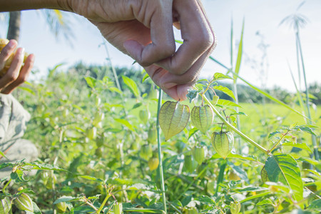 People gather gooseberry in the garden with her son early in the morning.の写真素材