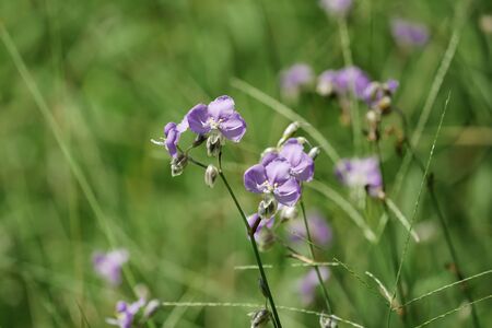 Field of purple flowers blooming in the garden soft and blured on nature background.