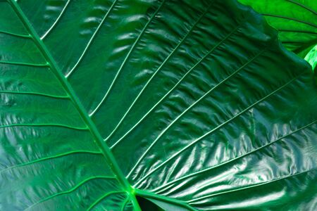 Beautiful and fresh green leaf dark tone backgroundの写真素材