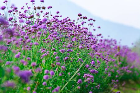 Beautiful purple verbena flowers blooming in the garden.