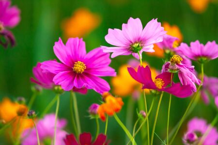 Beautiful pink cosmos flowers blooming in the garden on nature backgroundの写真素材