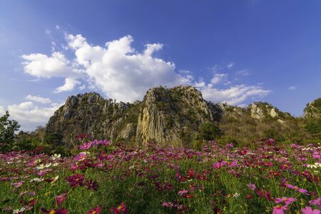 Beautiful cosmosâ flowers are blooming in fields with mountains and blue sky background.の写真素材