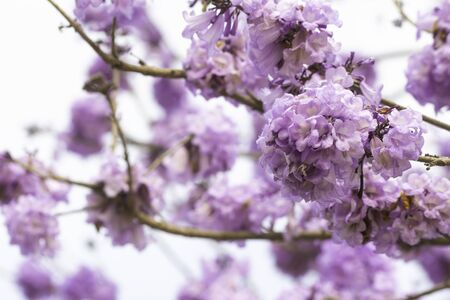 Beautiful Jacaranda obtusifolia flowers blooming in the garden at thailandの写真素材