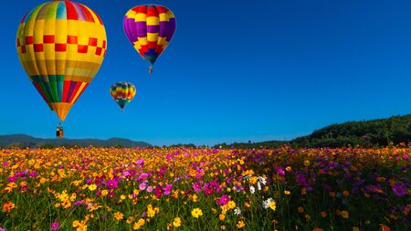 Beautiful colors of the hot air balloons flying on the cosmos flower field at chiang rai thailandの写真素材