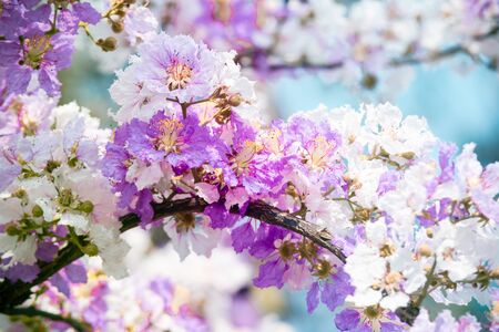 Beautiful purple flowers blooming in pastel tone and soft for background