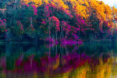 The beauty of the scenery of the trees reflecting the surface of the water in the autumn colors by the lake in Pang Ung Thailandの写真素材