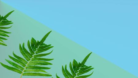 Beautiful green leaves on a pastel color background with coppy spaces for text.の写真素材
