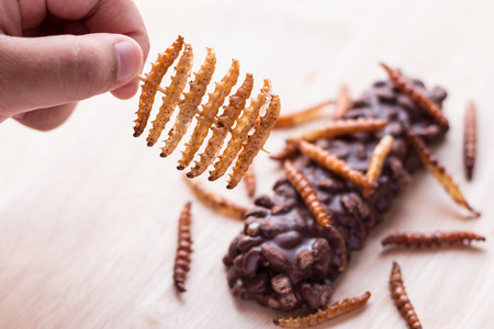 Fried insects - Wood worm, bamboo worm insect crispy and candy coated chocolate wafer bars on wooden background. Great source of protein for children, Select focusの写真素材