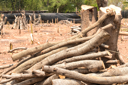Cut down trees - Effects of destruction forests, Global warming, Climate, Weather, Environment changed.の写真素材